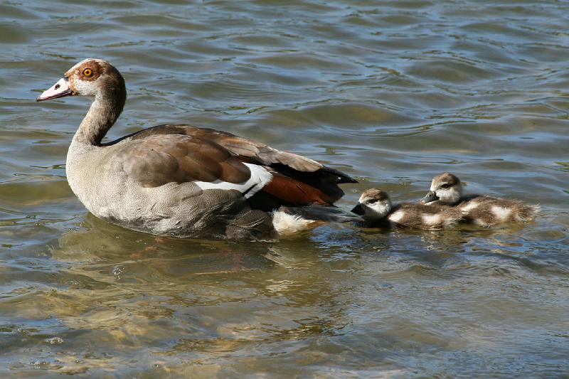 ma frieda 005.JPG - Kolgans met kleintjies